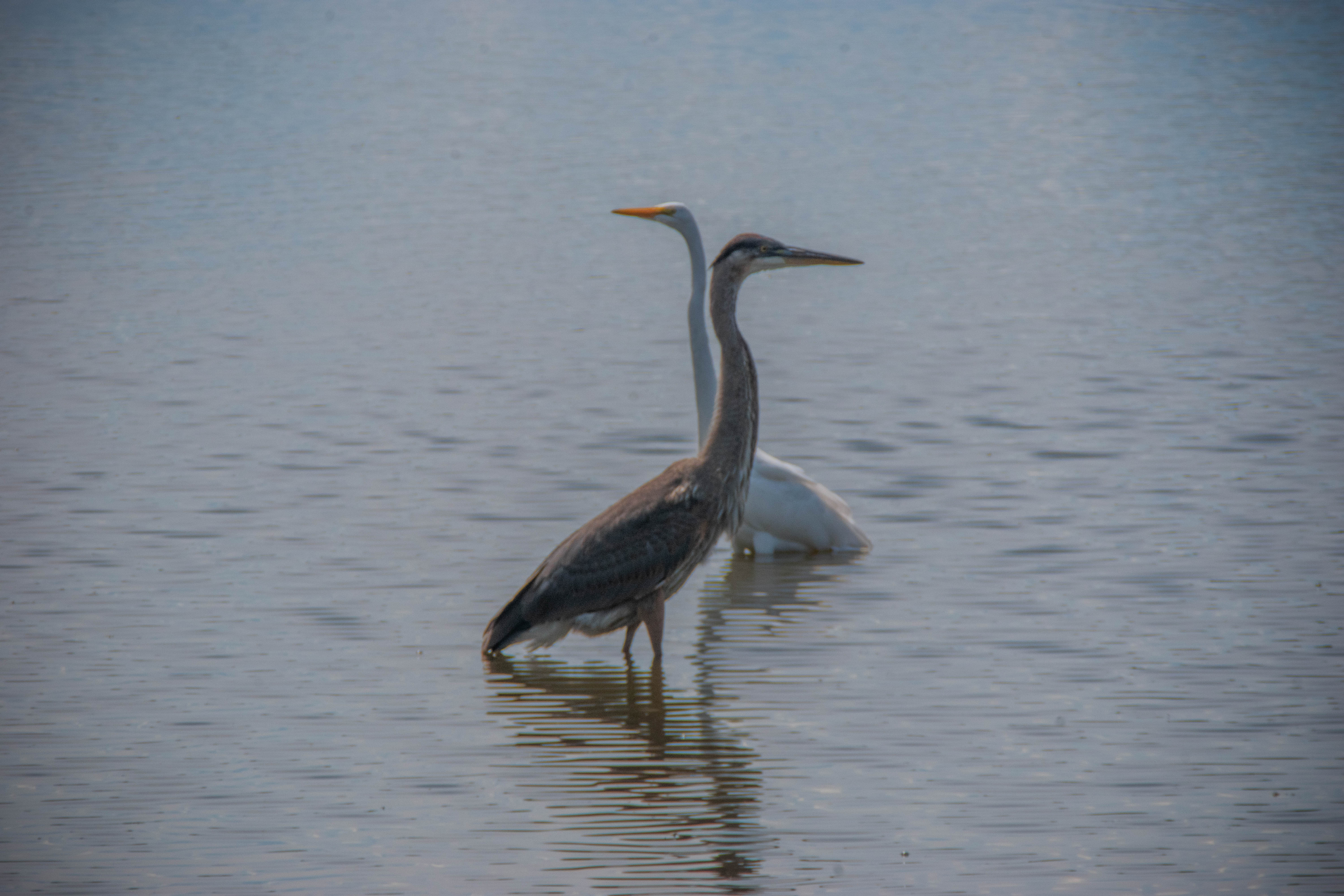 Photograph of two wading birds, facing opposite directions (great blue heron and snowy egret). Photo taken with vintage 300mm Nikon lens