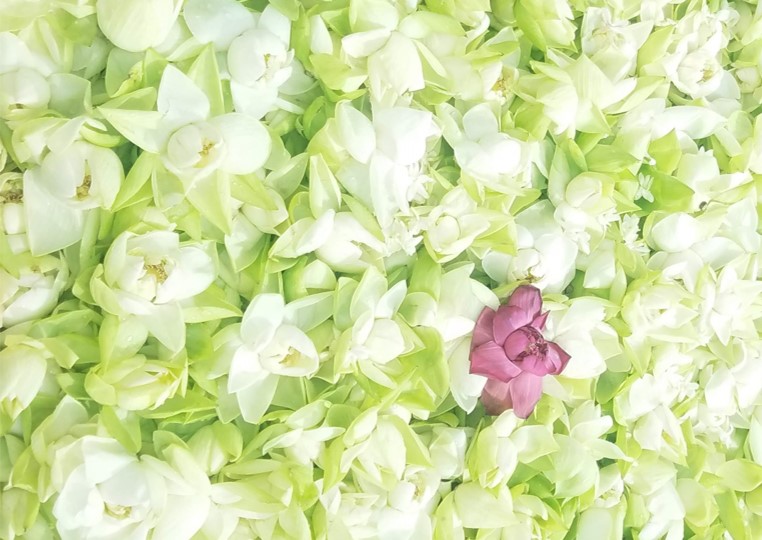 A photograph filled with white lotuses, with a single pink lotus in the center