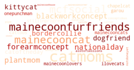 A word cloud containing words like mainecoon and kitty